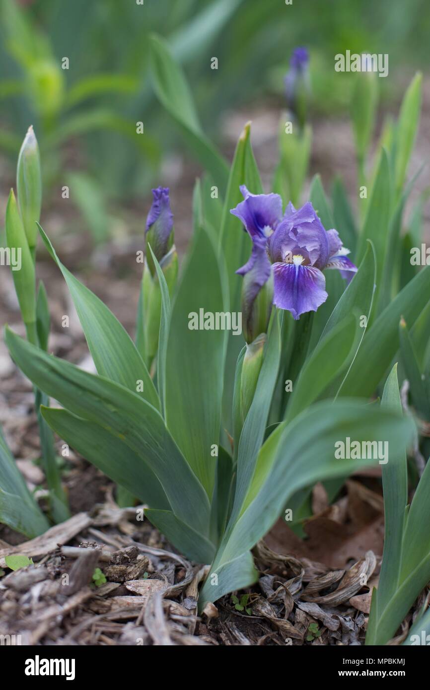 Iris nain standard, "Tortuga", au Minnesota Landscape Arboretum en dehors de Minneapolis à Chaska, Minnesota, USA. Banque D'Images