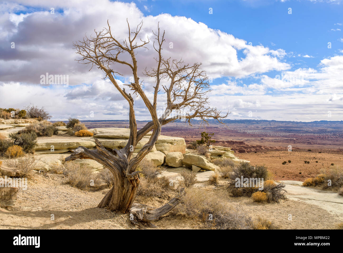 Desert Tree nu - un arbre nu en genévrier hiver chaud du soleil sur une falaise, à l'épaisseur des nuages blancs et ciel bleu. L'Utah, USA. Banque D'Images