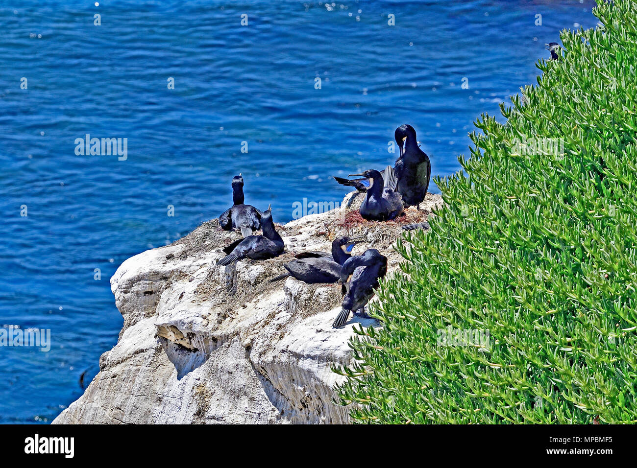 Les Cormorant Banque D'Images