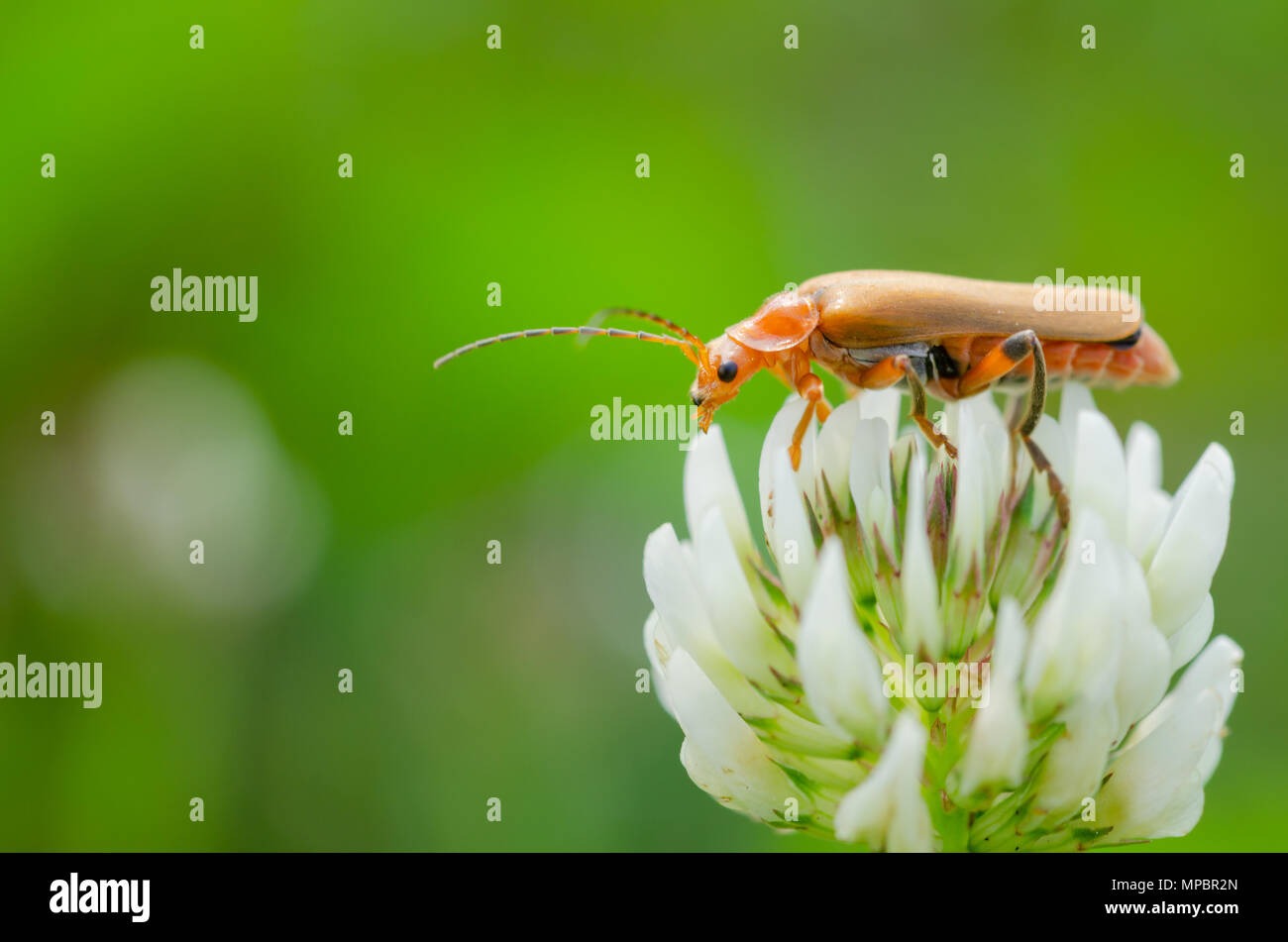 - L'insecte insectes Macro - insecte sur une fleur Banque D'Images