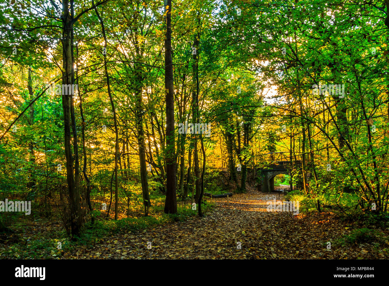 Un pont à Baggeridge Country Park dans le West Midlands. Banque D'Images