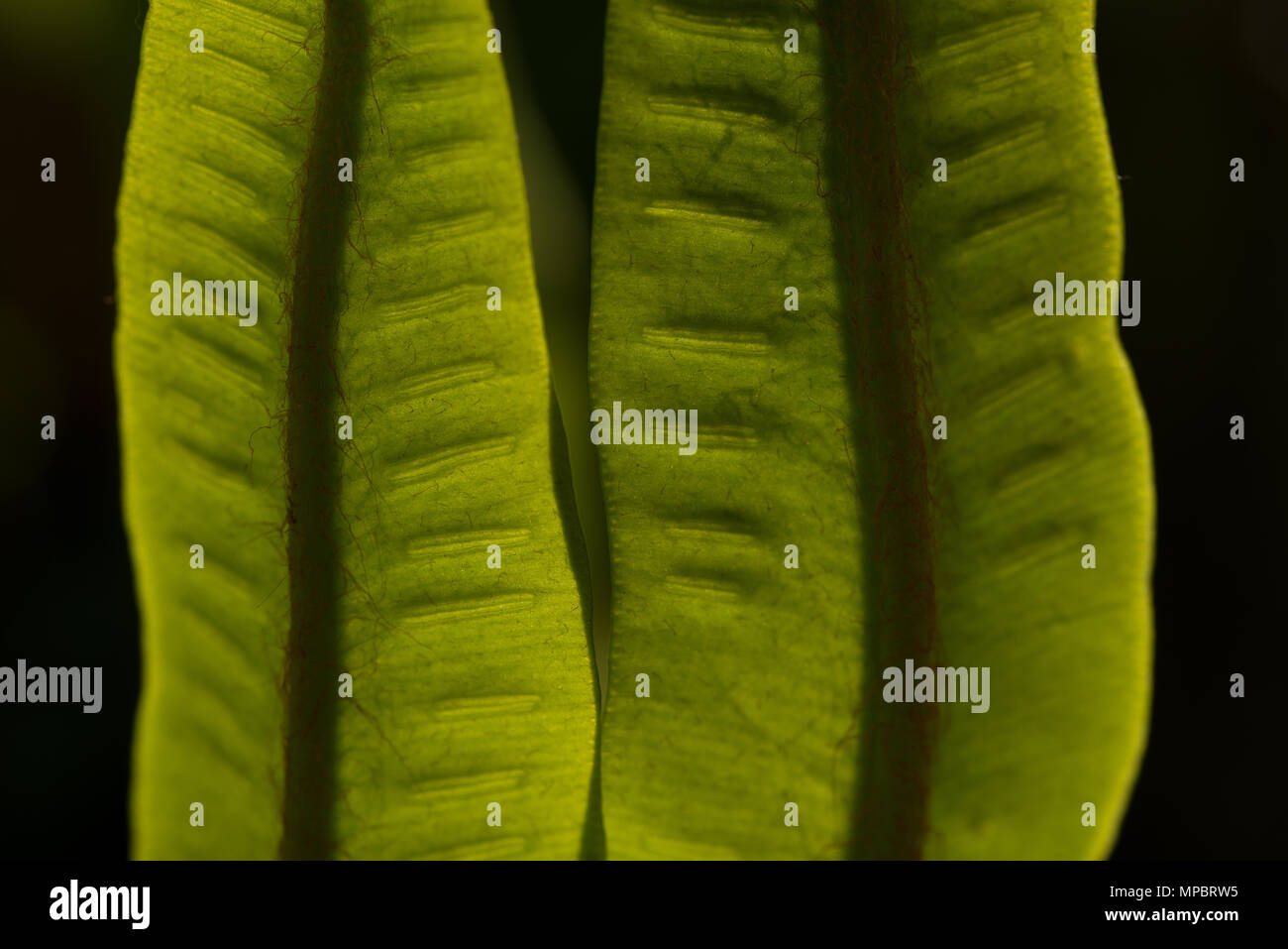 Wild scolopendre Asplenium scolopendrium frondes révélant rétroéclairé poils fins, volets et les spores sori sur le dessous de la fronde Banque D'Images