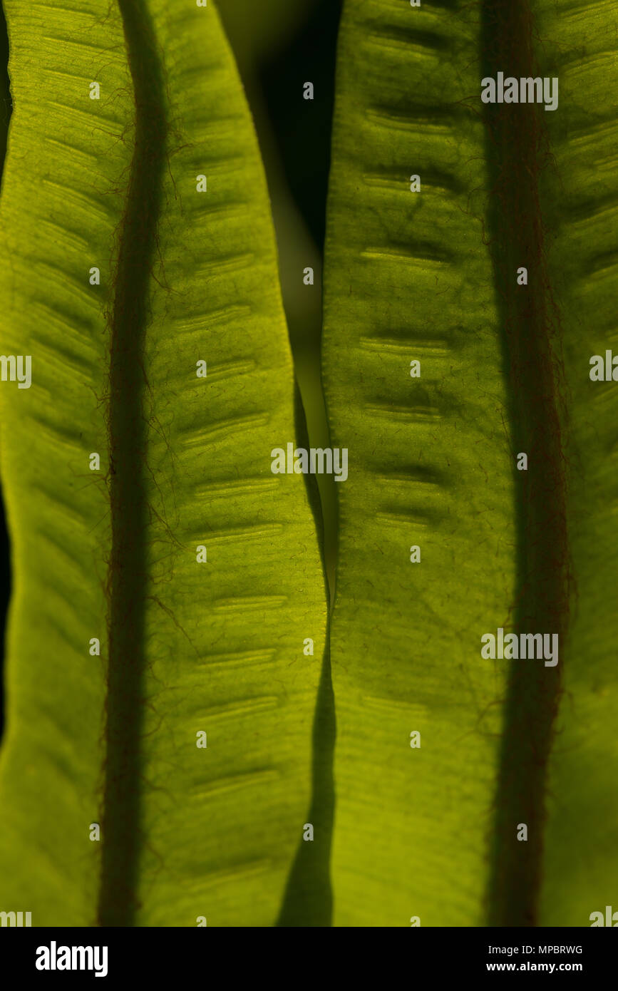 Wild scolopendre Asplenium scolopendrium frondes révélant rétroéclairé poils fins, volets et les spores sori sur le dessous de la fronde Banque D'Images