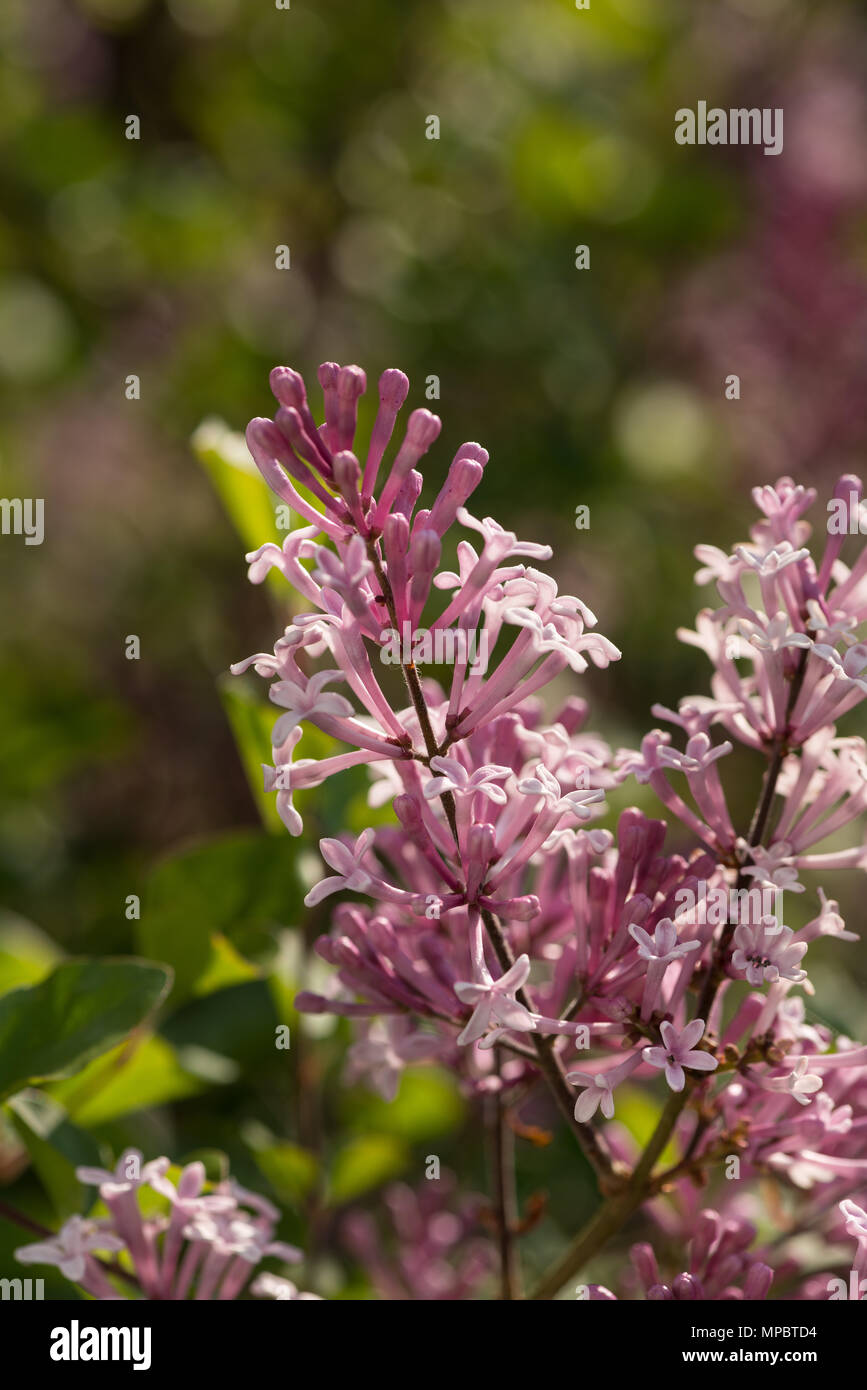 Frais de délicates fleurs lilas miniature, Syringa microphylla, montrant des variations de fleurs roses parfumées fortement Banque D'Images