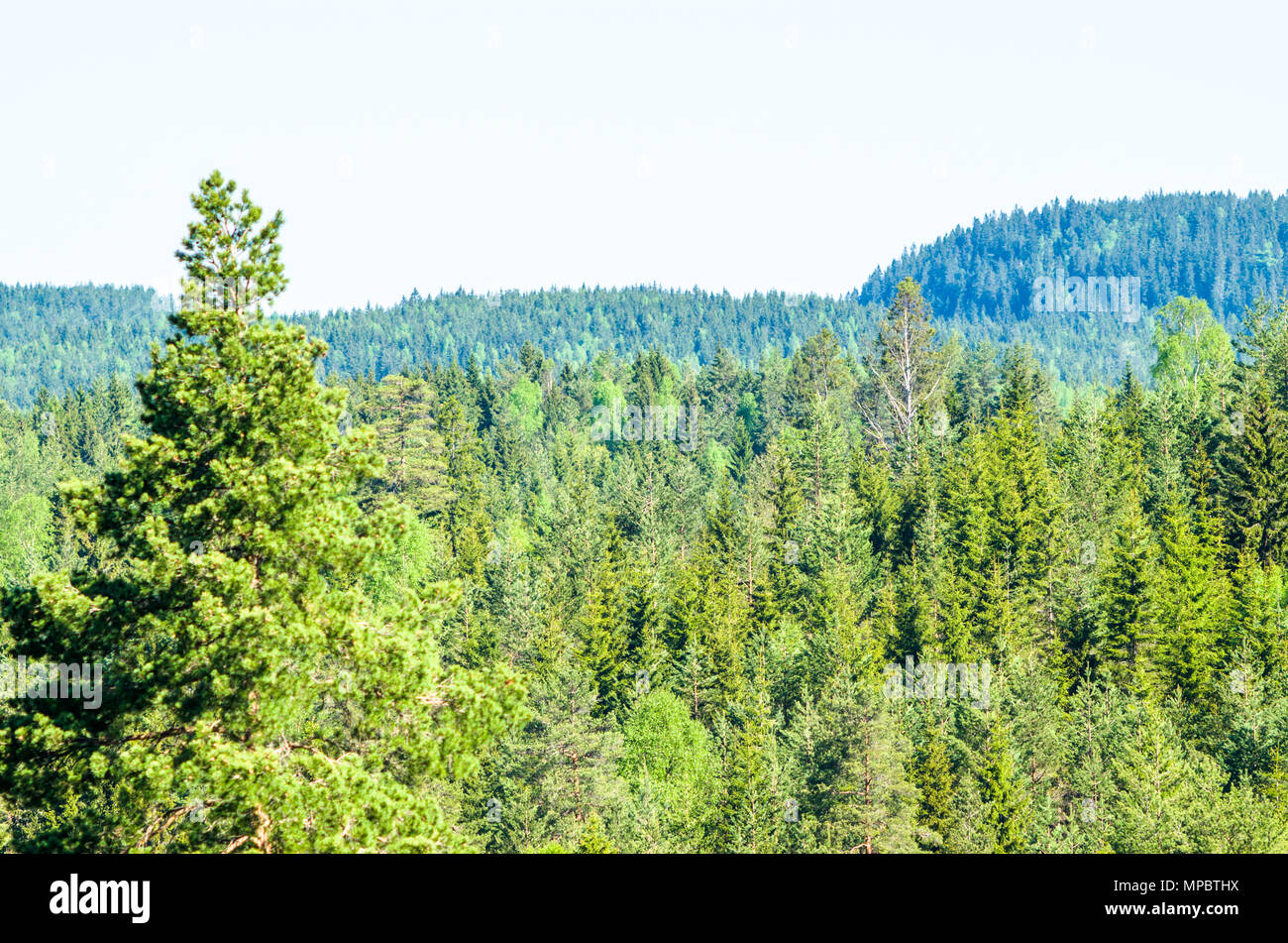 Forêt norvégienne au printemps en journée ensoleillée près de Oslo Banque D'Images