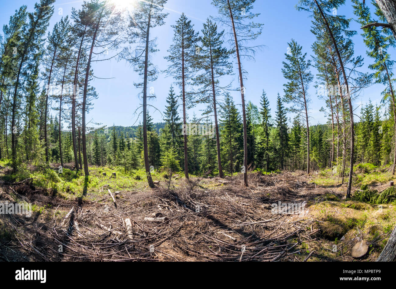 L'exploitation forestière en Lillomarka près d'Oslo, Norvège, sous le soleil de printemps. Banque D'Images