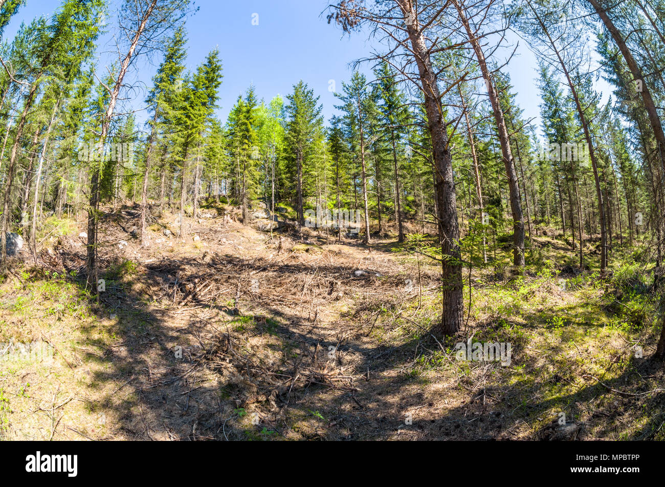 L'exploitation forestière en Lillomarka près d'Oslo, Norvège, sous le soleil de printemps. Banque D'Images