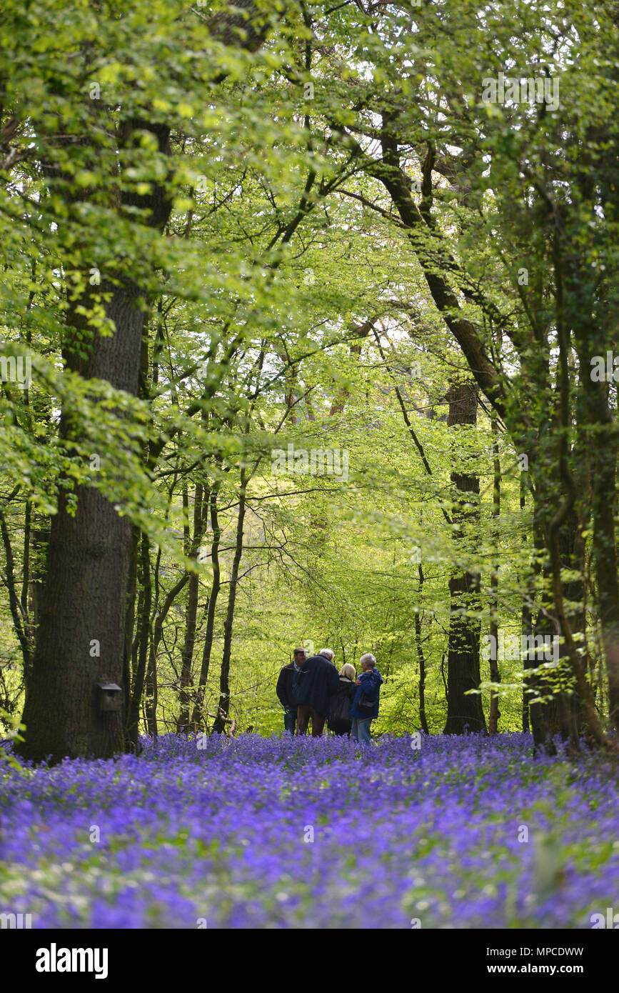 Jacinthes fleurissent dans Arlington, East Sussex Banque D'Images
