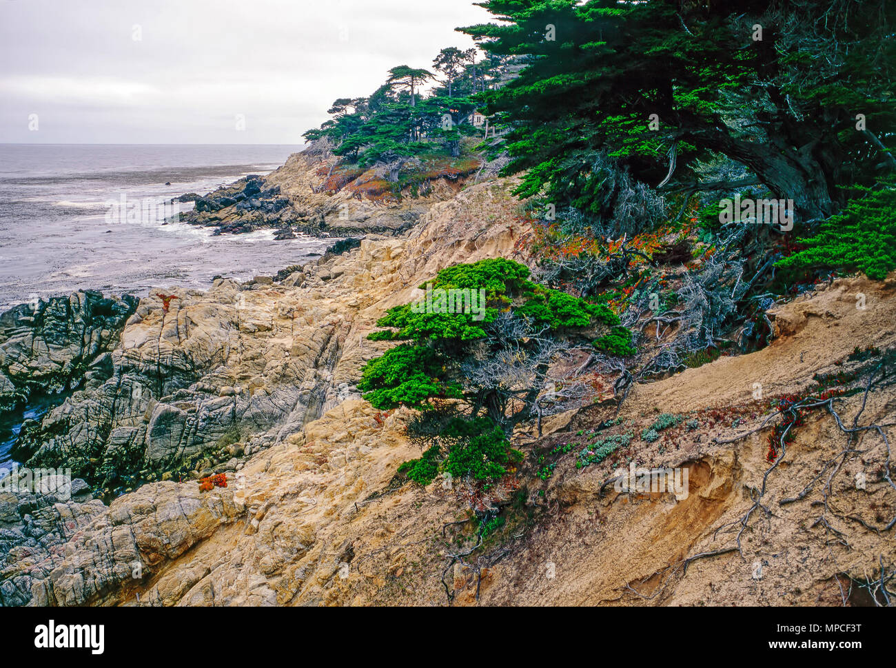 Côte du Pacifique dans la région de Point Lobos en Californie Banque D'Images