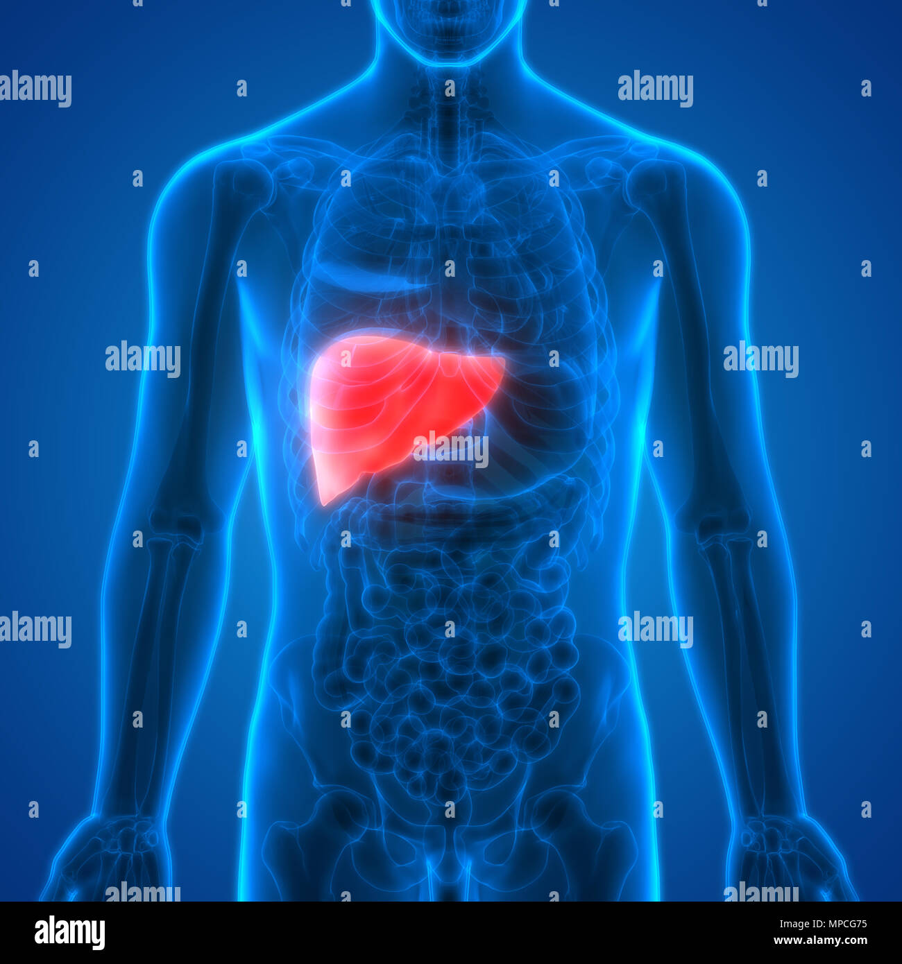Système digestif humain Anatomie du foie Banque D'Images