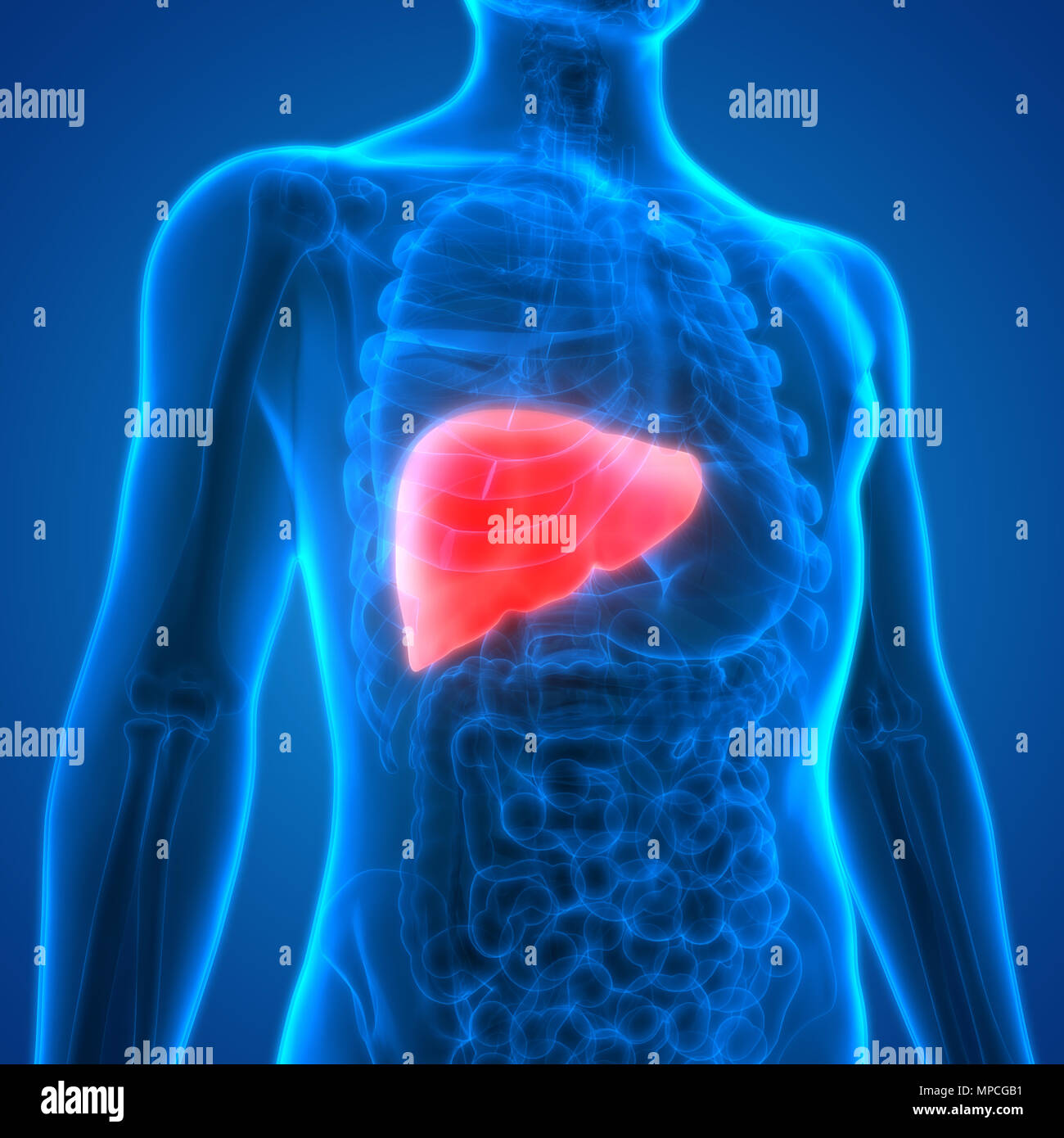 Système digestif humain Anatomie du foie Banque D'Images