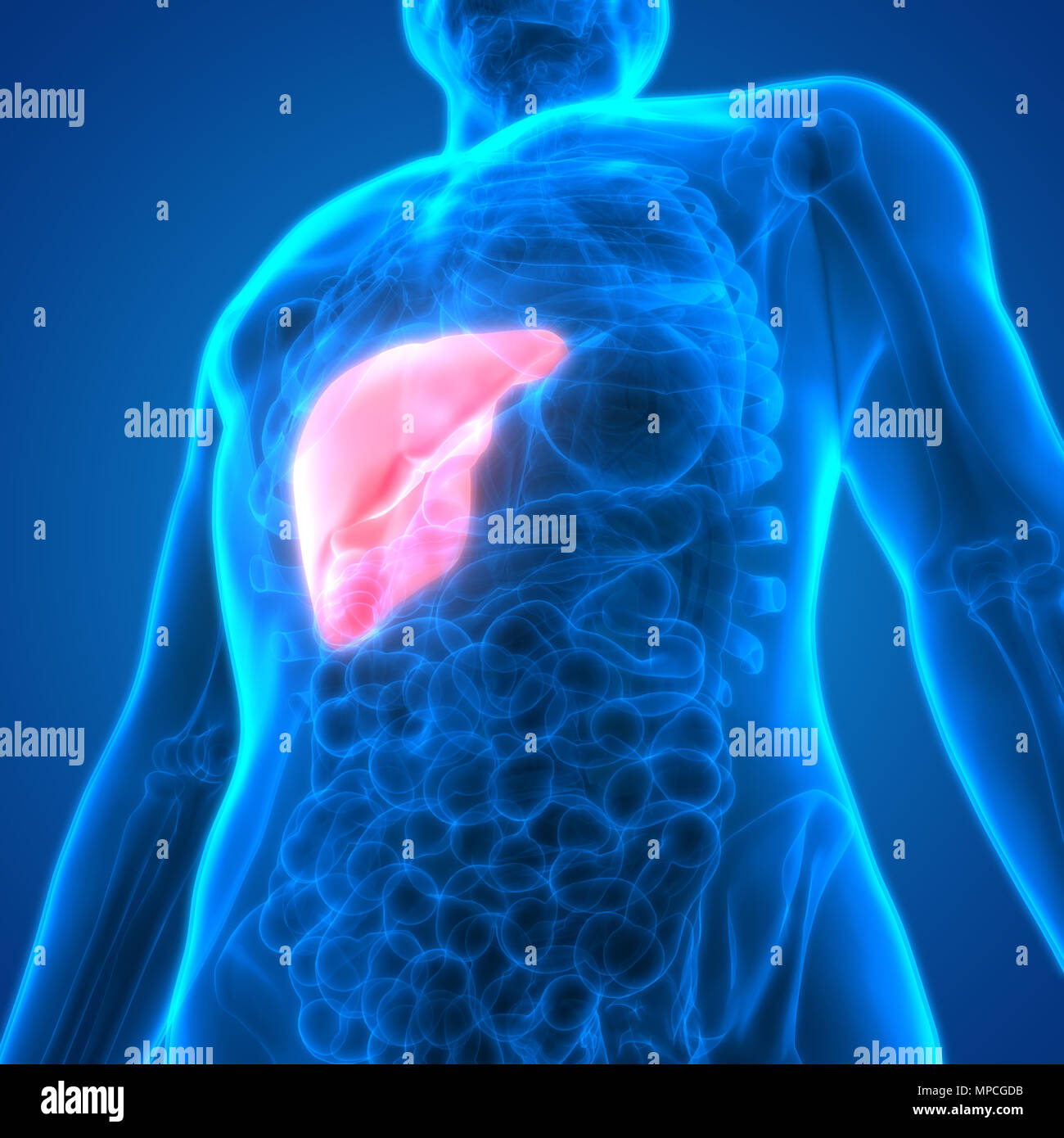 Système digestif humain Anatomie du foie Banque D'Images