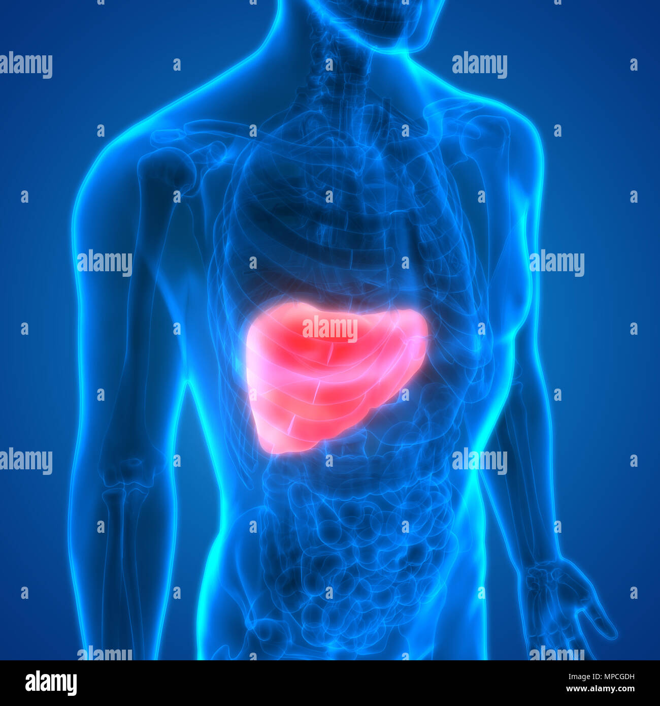 Système digestif humain Anatomie du foie Banque D'Images