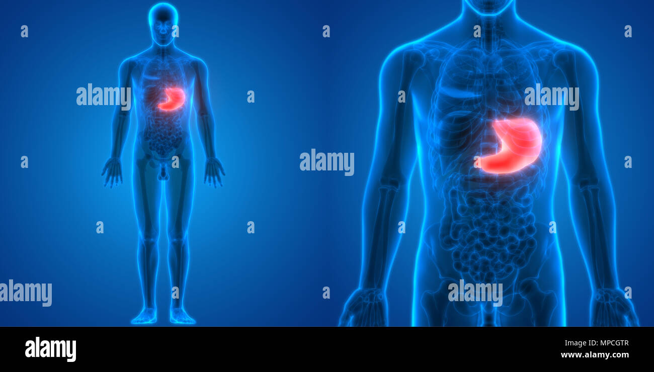 Système digestif humain Anatomie de l'estomac Banque D'Images