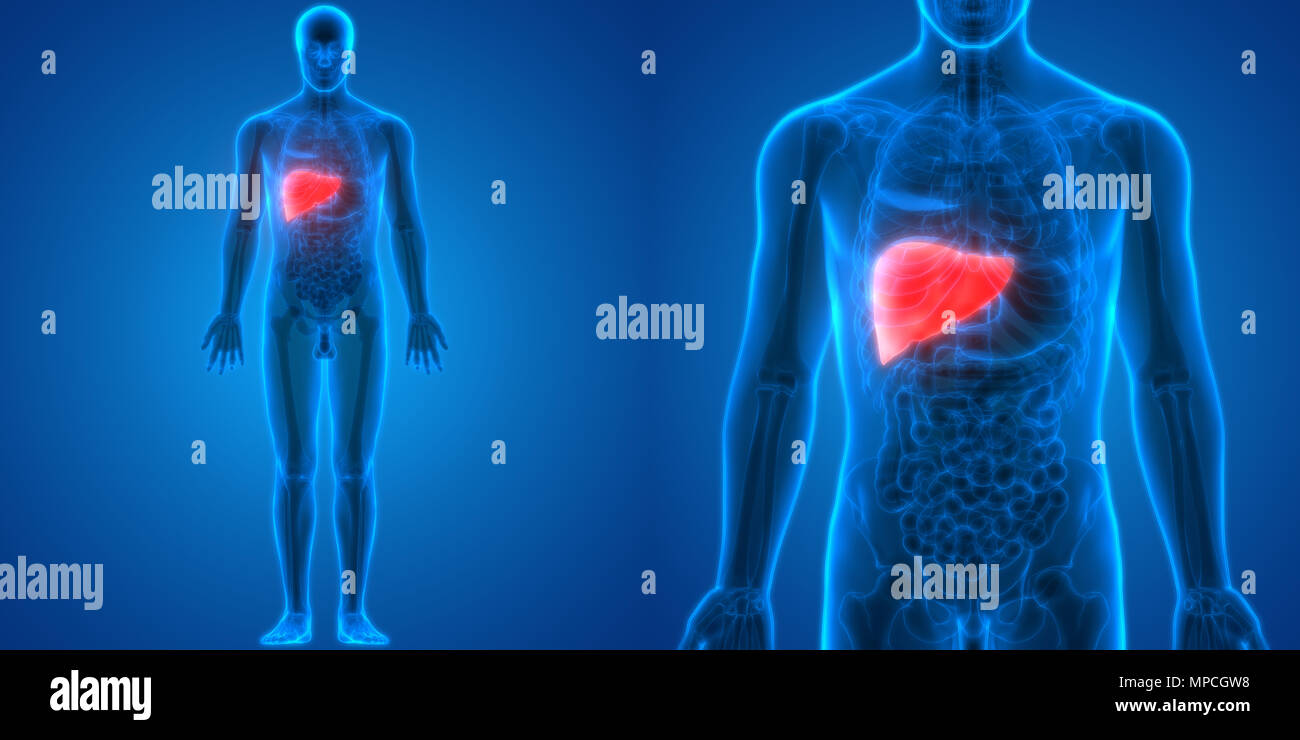 Système digestif humain Anatomie du foie Banque D'Images