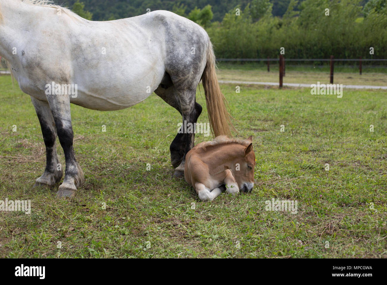 Poulain Sorrel repose Banque D'Images