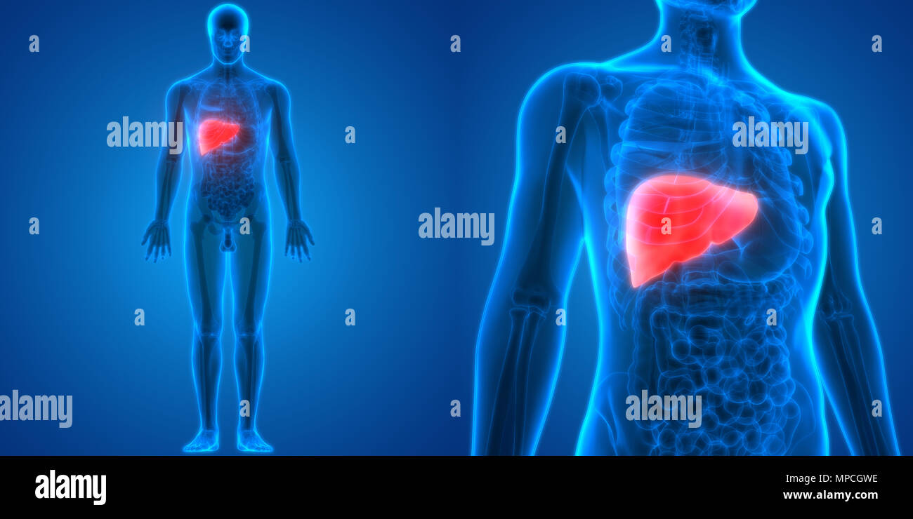 Système digestif humain Anatomie du foie Banque D'Images