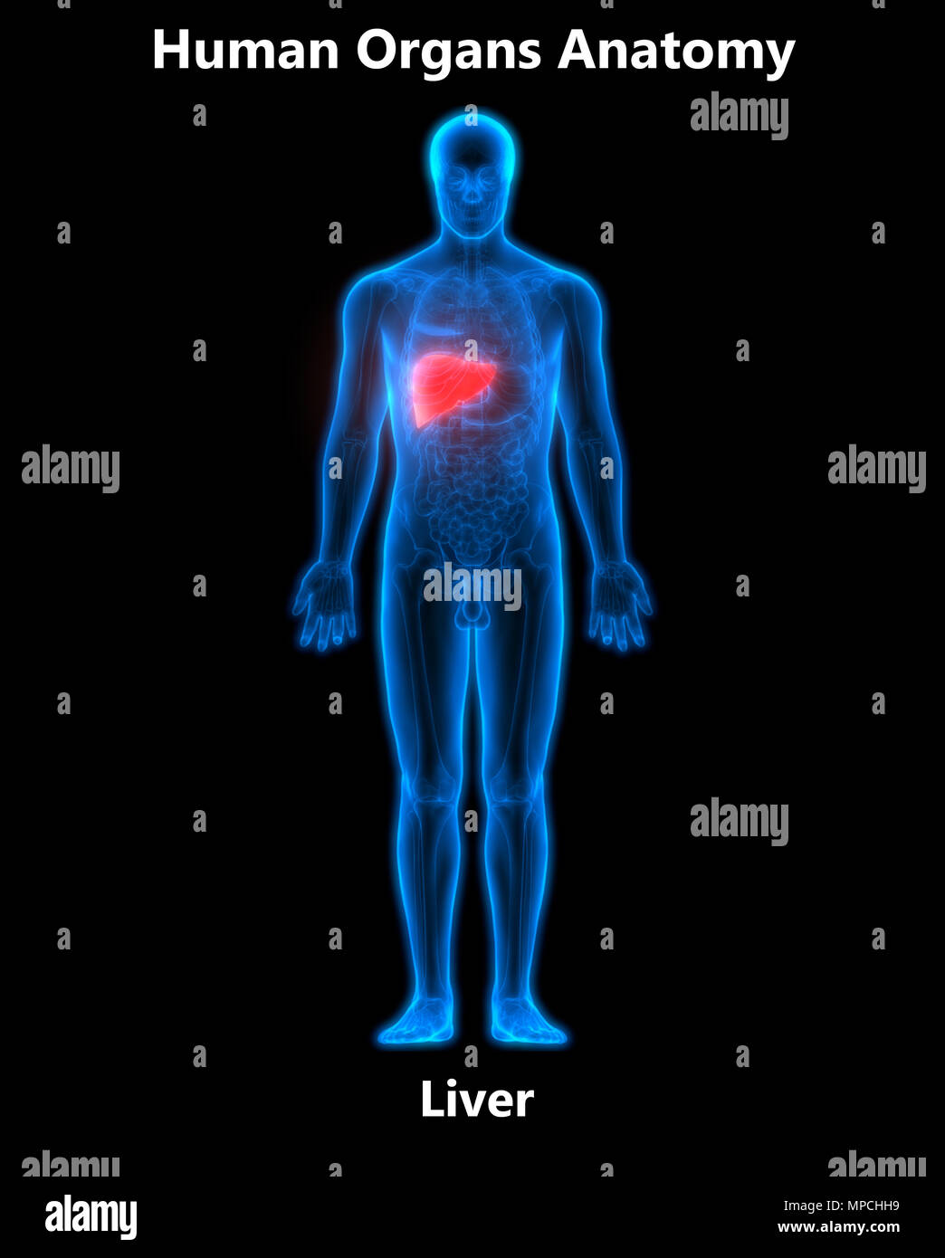 Système digestif humain Anatomie du foie Banque D'Images