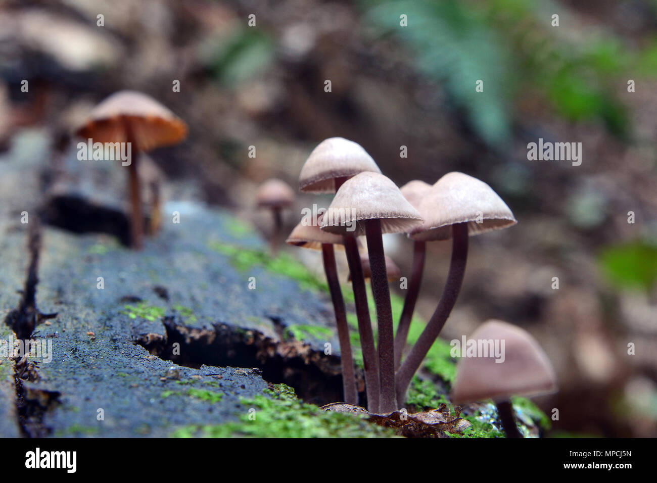 Mycena haematopus, connue comme la fée des saignements ou de l'burgundydrop casque bonnet Banque D'Images