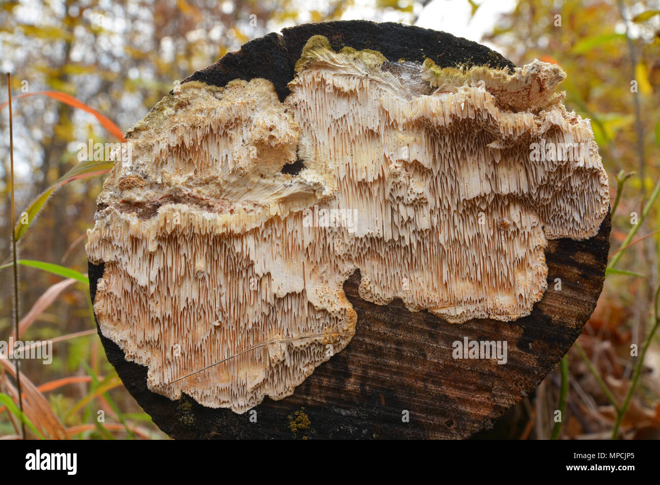 Irpex lacteus champignon sur souche d'arbre Banque D'Images