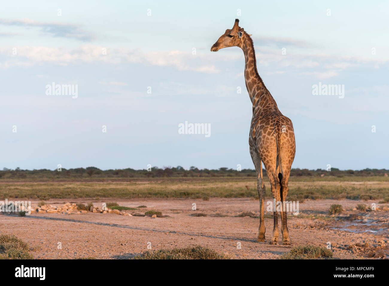 Girafe dans le Parc National d'Etosha, Namibie. Banque D'Images