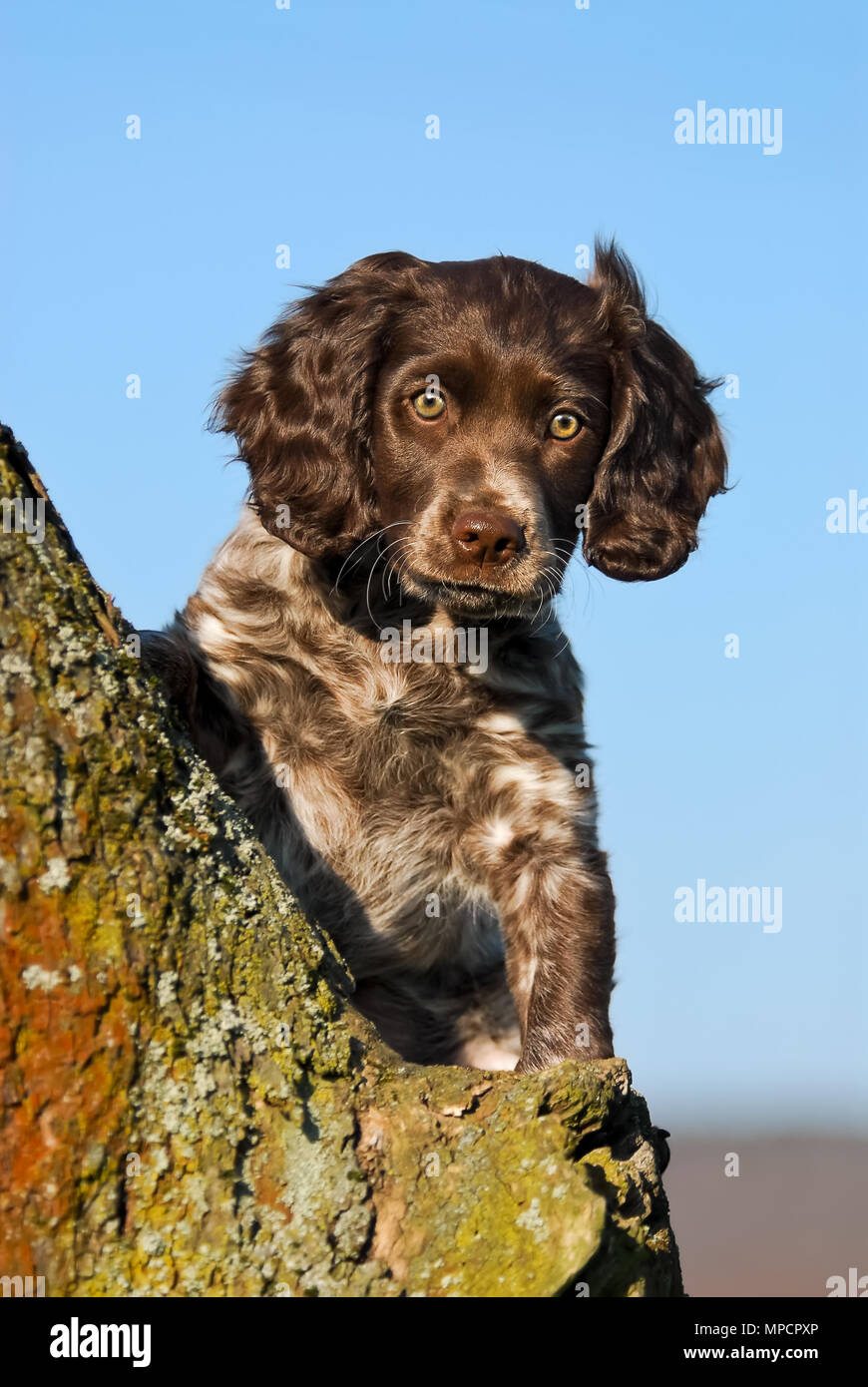 Les Jeunes De Couleur Rouanne Marron Chiot épagneul Allemand