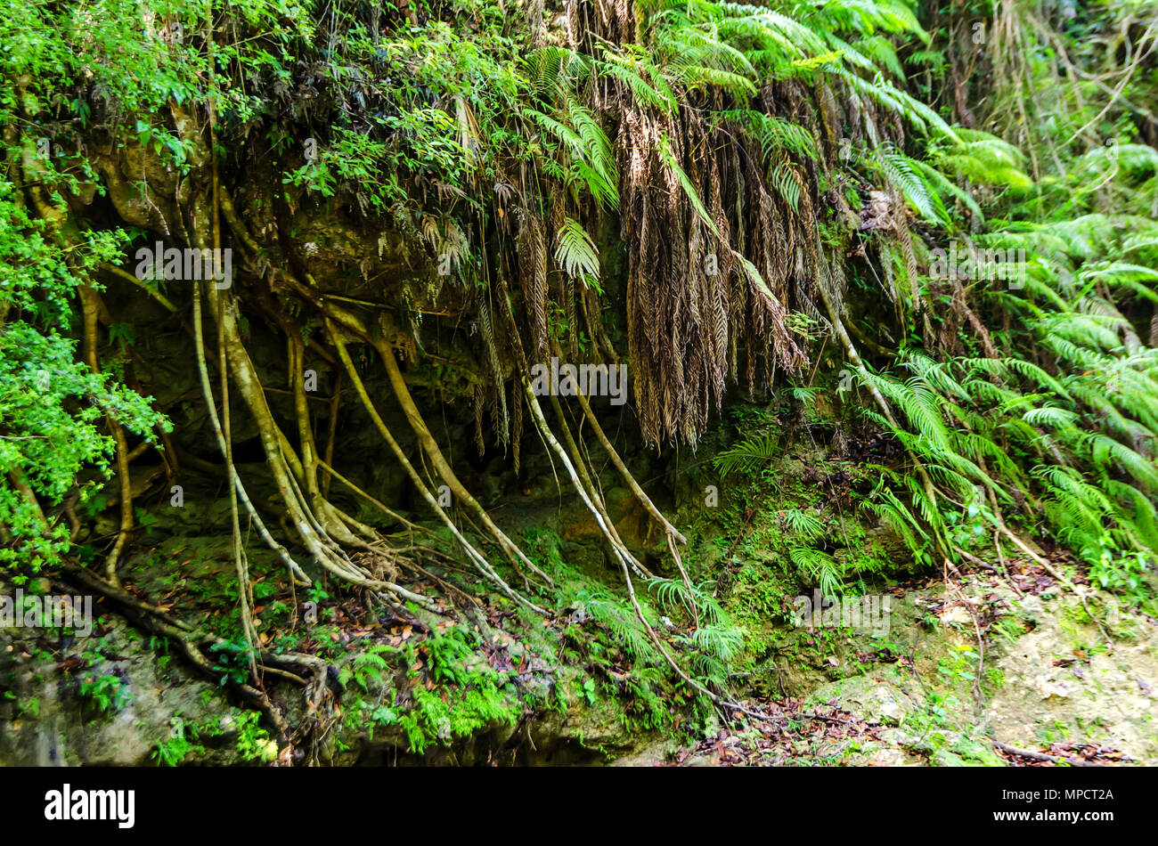 La végétation tropicale dense à Samana Banque D'Images