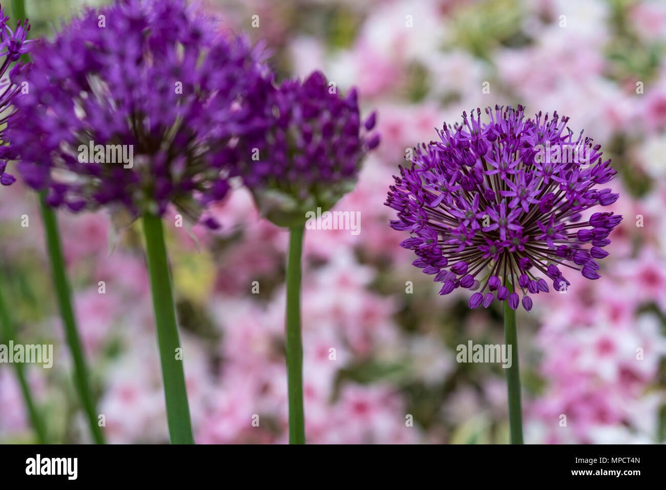 .Allium hollandicum pourpre. Dutch l'ail. Banque D'Images