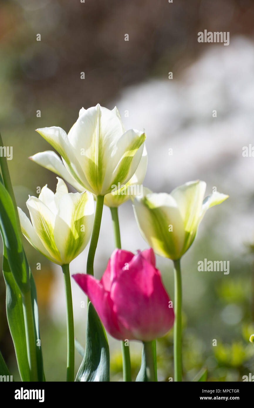 Tulipe, rose, vert et blanc, plus black parrot en bouton Banque D'Images