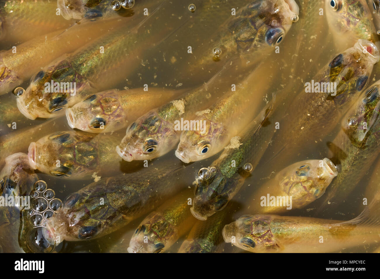 Libre D Un Grand Nombre De Petits Poissons Carpe Prussienne Bebe Photo Stock Alamy