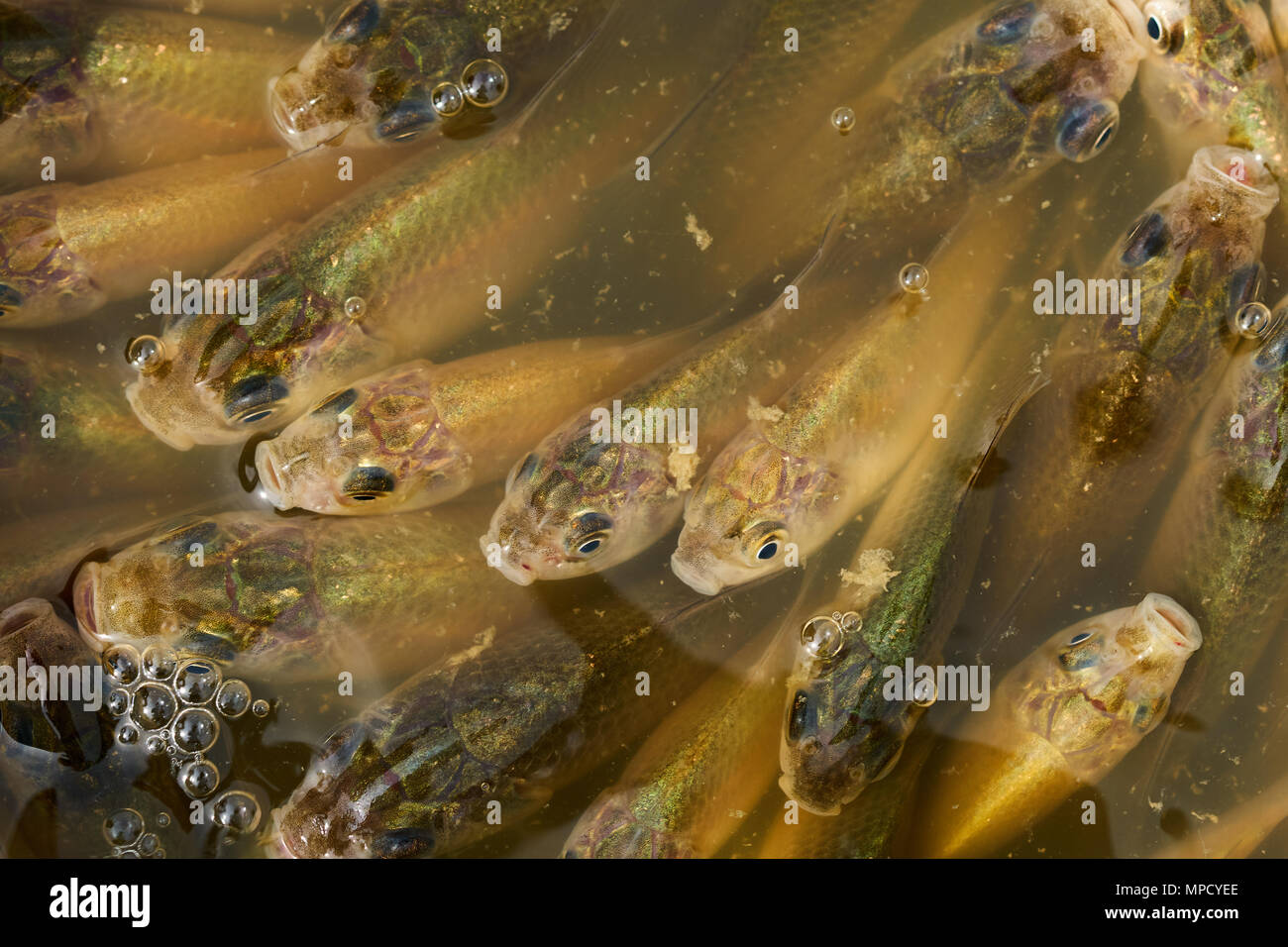 Petite Carpe Banque D Image Et Photos Alamy Petite Carpe Banque D Image Et Photos Alamy