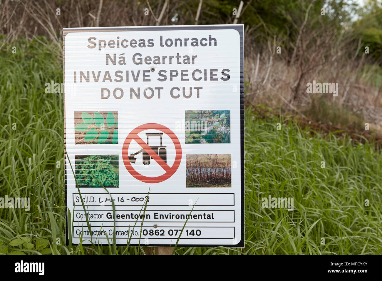 Route panneau d'avertissement ne pas couper des espèces végétales envahissantes county leitrim Irlande l'éradication de la renouée du Japon sur les accotements en County Leitrim Banque D'Images