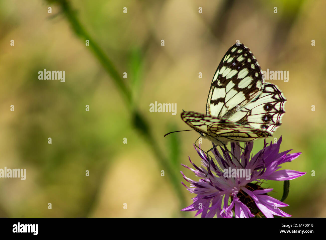 Melanargia ines, papillon blanc marbré espagnol sur une fleur en tweed Banque D'Images