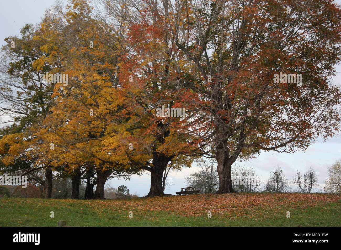 Pique-nique d'automne Banque D'Images