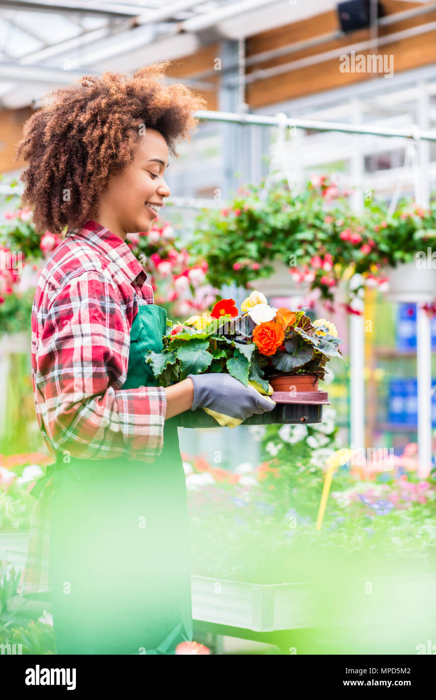 Vue latérale d'un fleuriste dédié tenant un plateau avec fleurs décoratives Banque D'Images