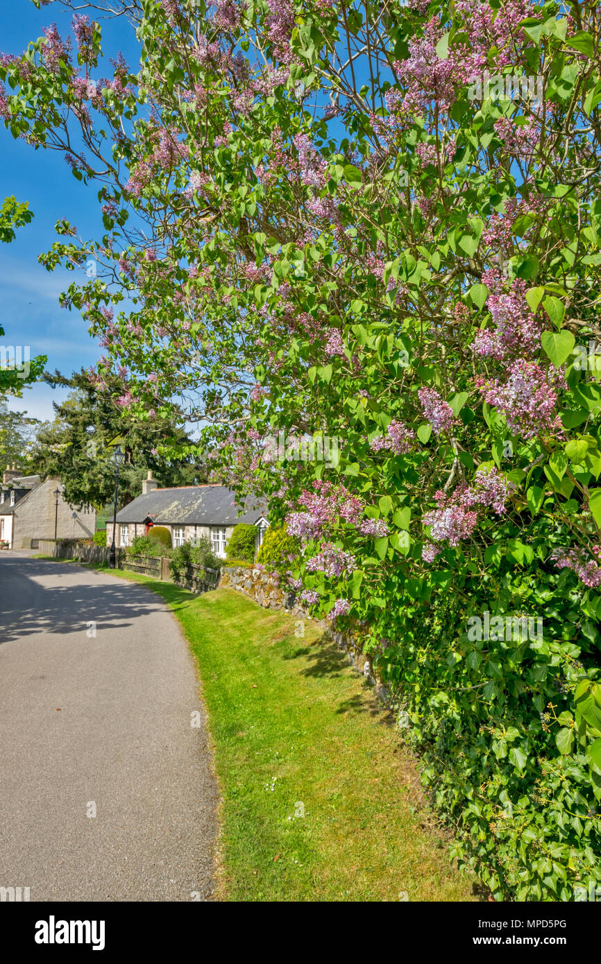HIGHLAND VILLAGE CAWDOR NAIRNSHIRE ECOSSE UN LILAS COUVERTS EN FLEURS ENTOURE UNE RANGÉE DE COTTAGES Banque D'Images