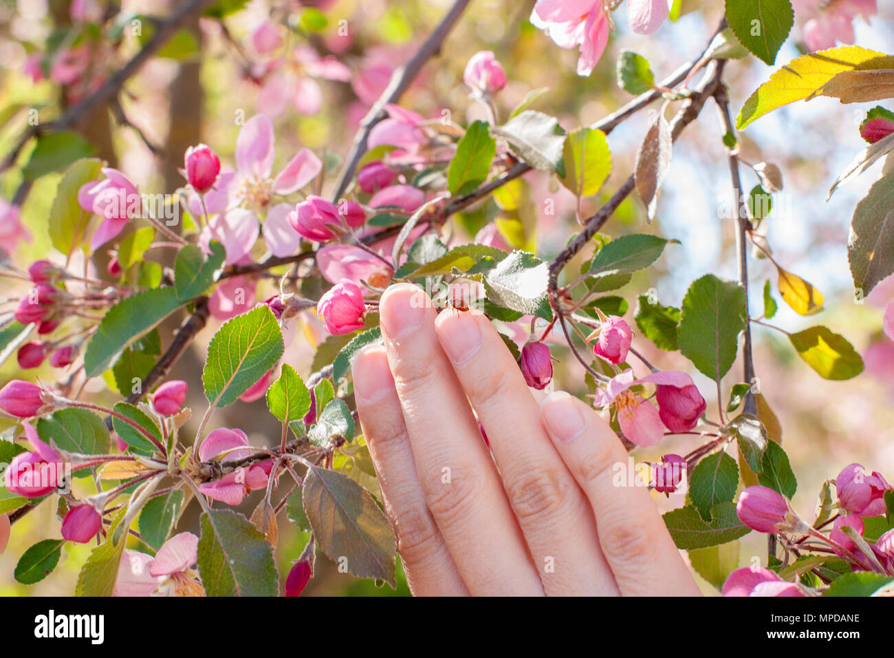 Boutons De Rose Et Darbres Fruitiers Unblown Avec Main De