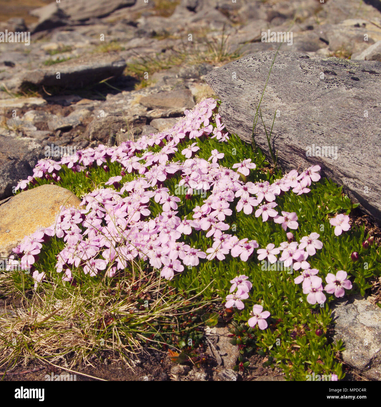 Un lit de fleurs coussin Rose contre un rocher. Banque D'Images