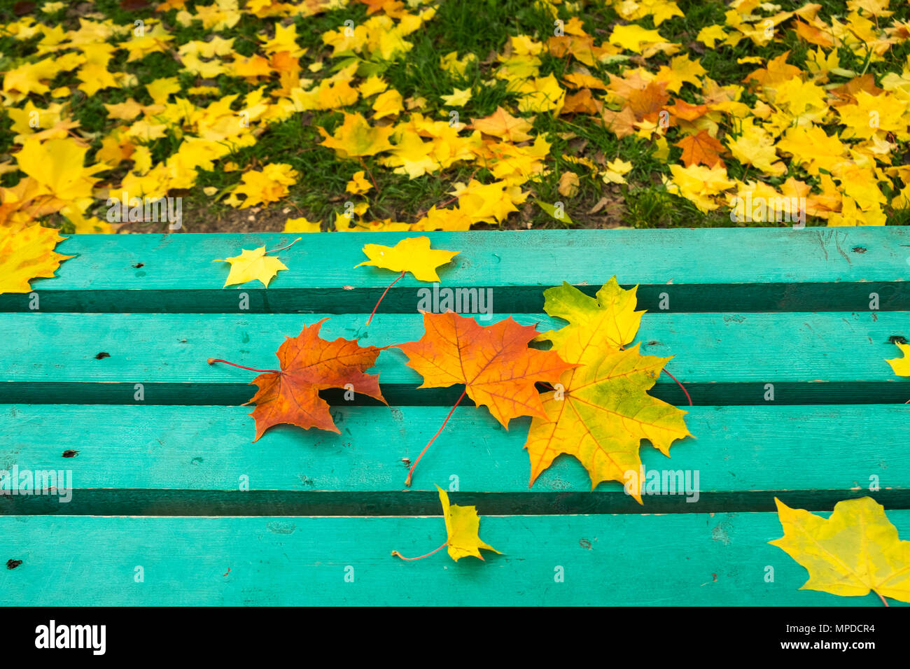 Feuilles d'érable rouge et jaune sur le vieux banc en bois peint turquoise en parc public. Journée d'automne. Humeur d'automne. Copier l'espace. Banque D'Images