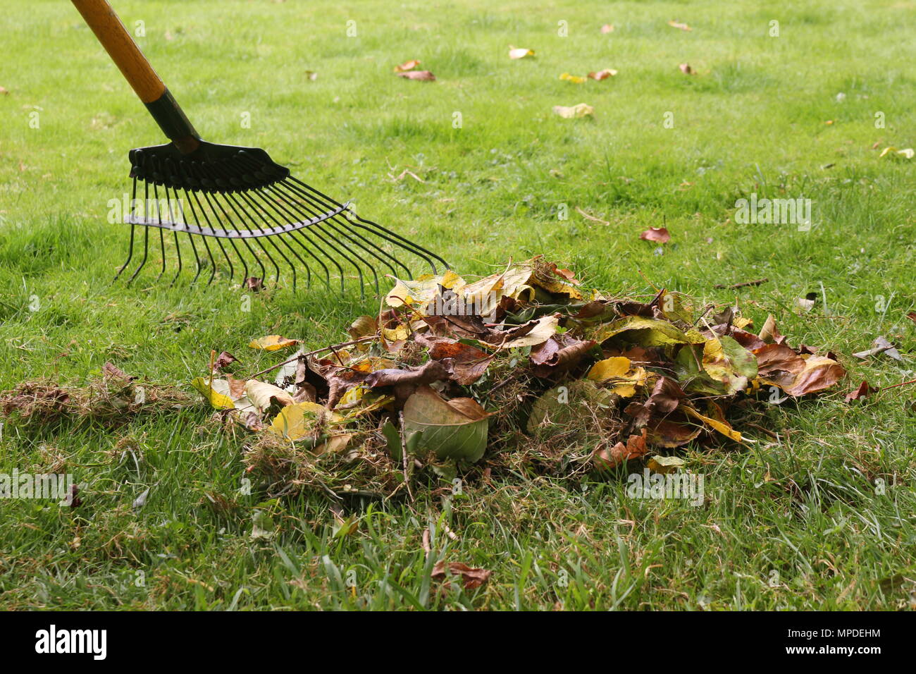 Un râteau à feuilles d'automne sur une pelouse Banque D'Images