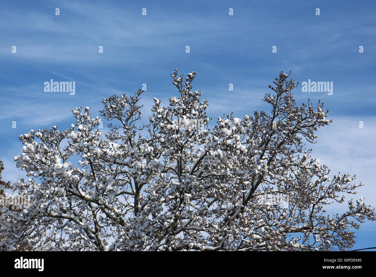 La neige sur les branches Banque D'Images