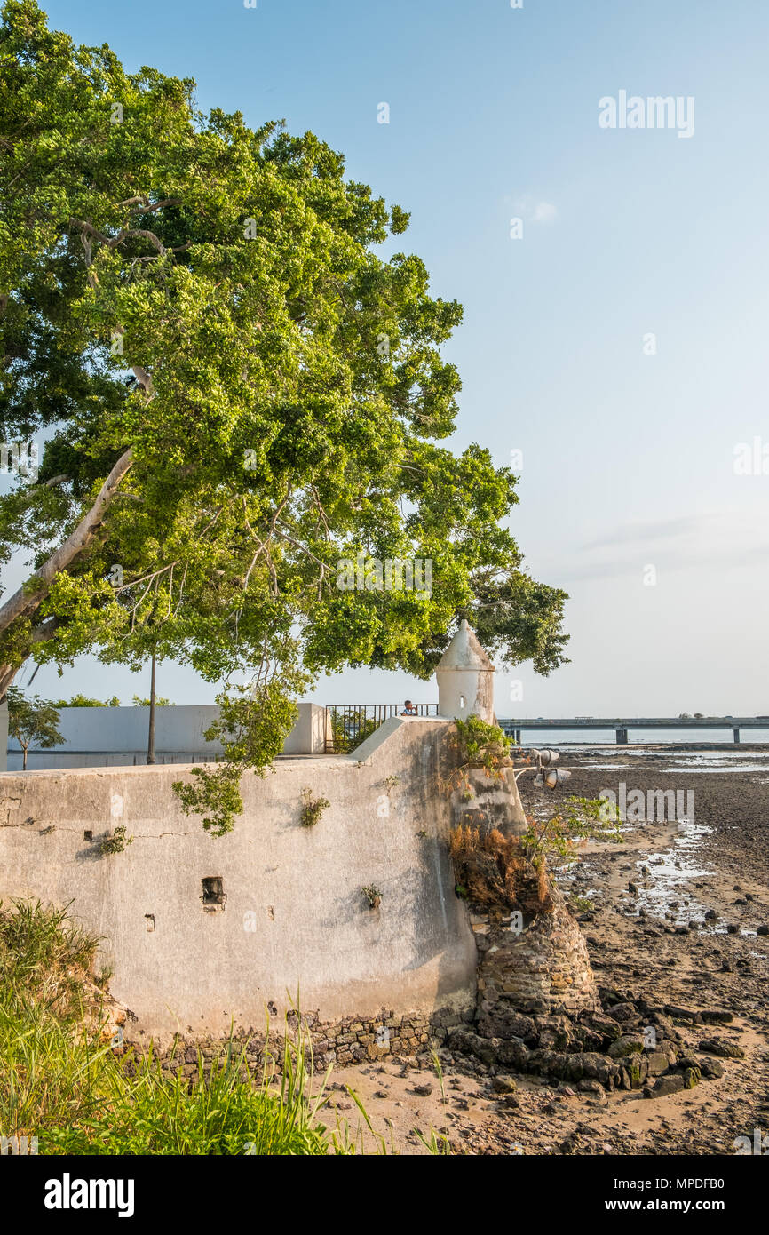 Grand arbre au mur de la côte historique de Casco Viejo au Panama City - architecture historique Banque D'Images