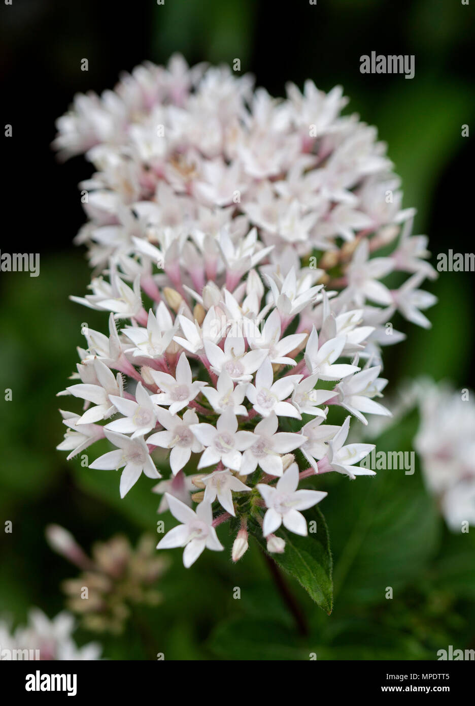 Grande grappe de délicates fleurs blanches et feuillage de Pentas lanceolata, star égyptienne, un arbuste à fleurs, sur fond sombre en Australie Banque D'Images