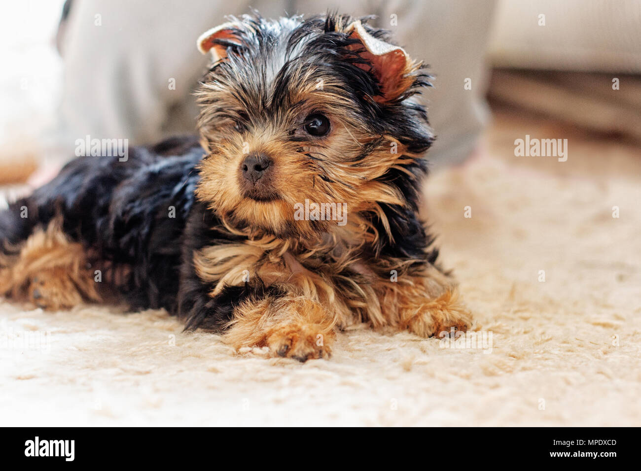 Chiot yorkshire terrier 2 mois allongé sur le tapis Banque D'Images