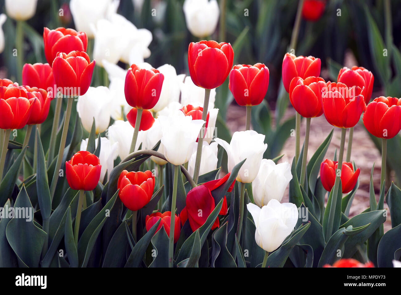 Laval,Canada,mai22,2018.Red et tulipes blanches dans une pépinière de fleurs. Credit:Mario Beauregard/Alamy Live News Banque D'Images