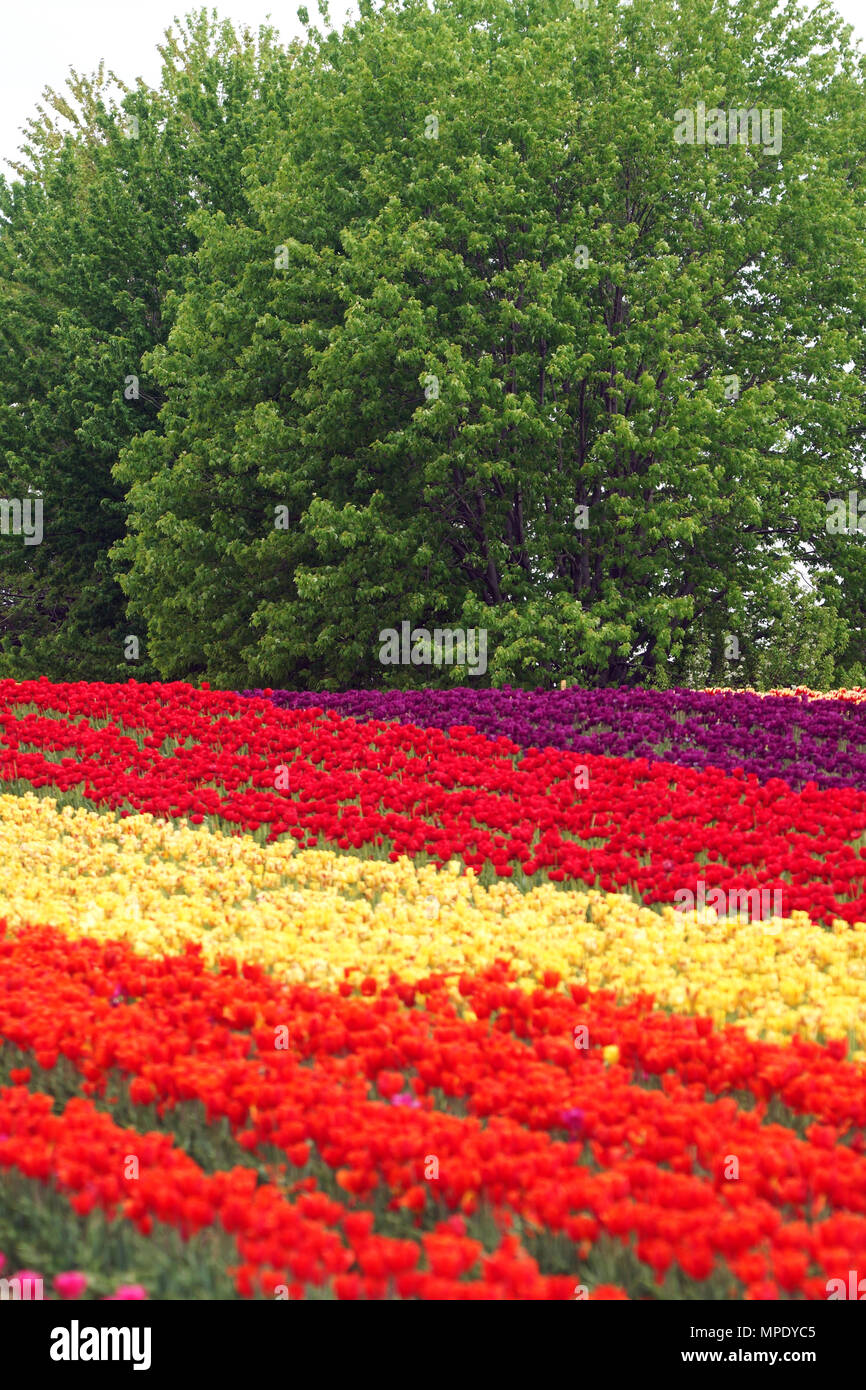 Laval,Canada,mai22,2018.lignes colorées de tulipes rouges dans un jardin de fleurs. Credit:Mario Beauregard/Alamy Live News Banque D'Images