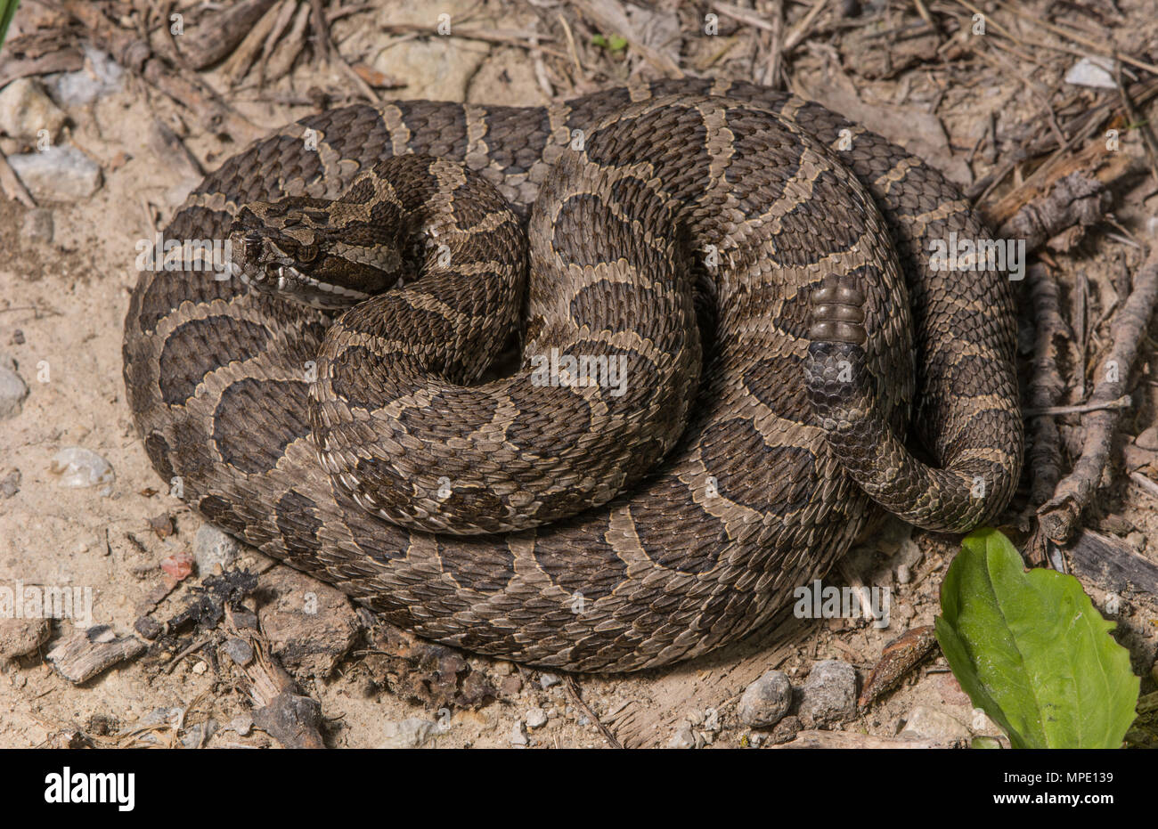 Western Massasauga (Sistrurus tergeminus) de Pawnee Comté, Nebraska, USA. Banque D'Images