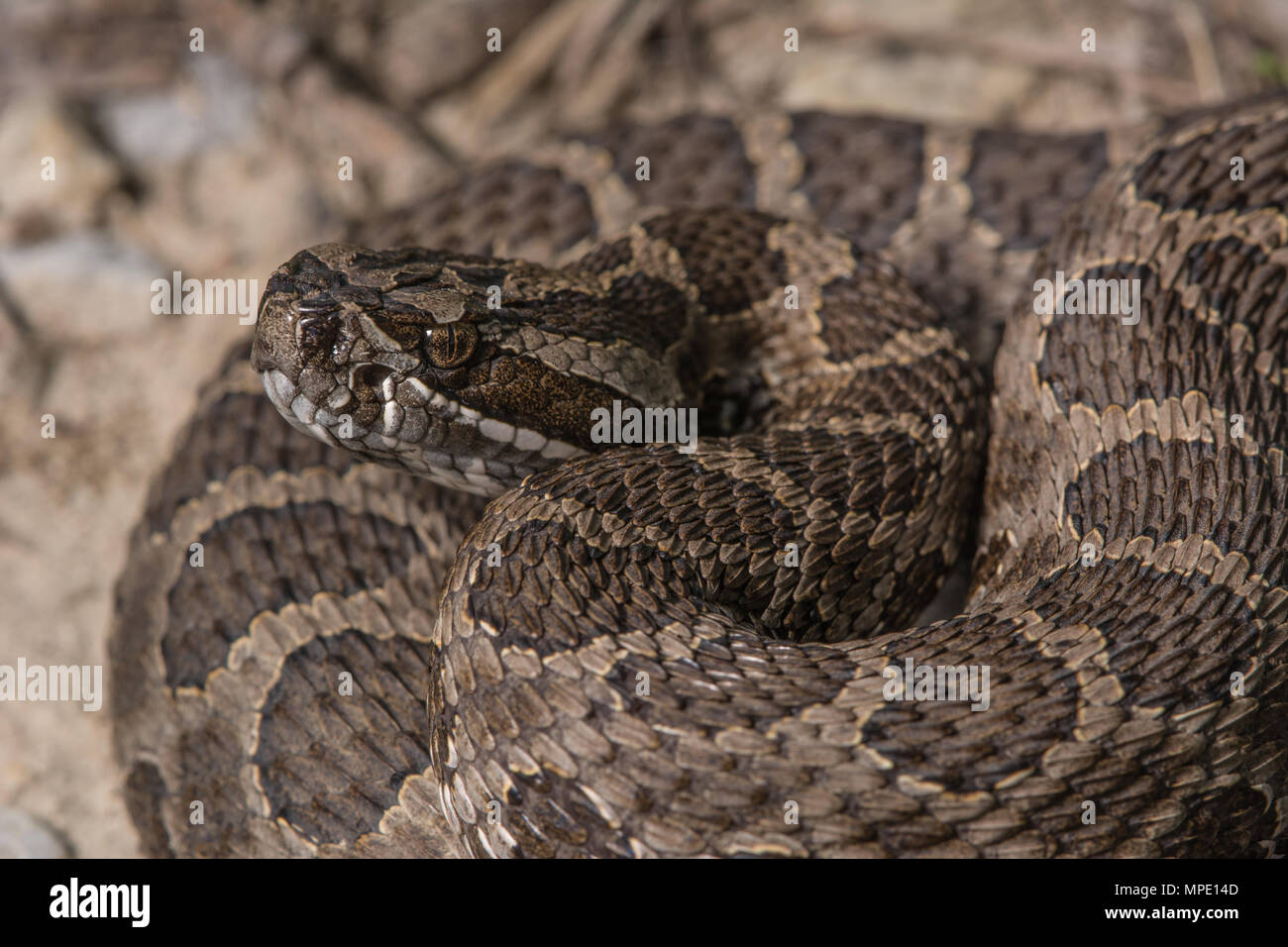 Western Massasauga (Sistrurus tergeminus) de Pawnee Comté, Nebraska, USA. Banque D'Images