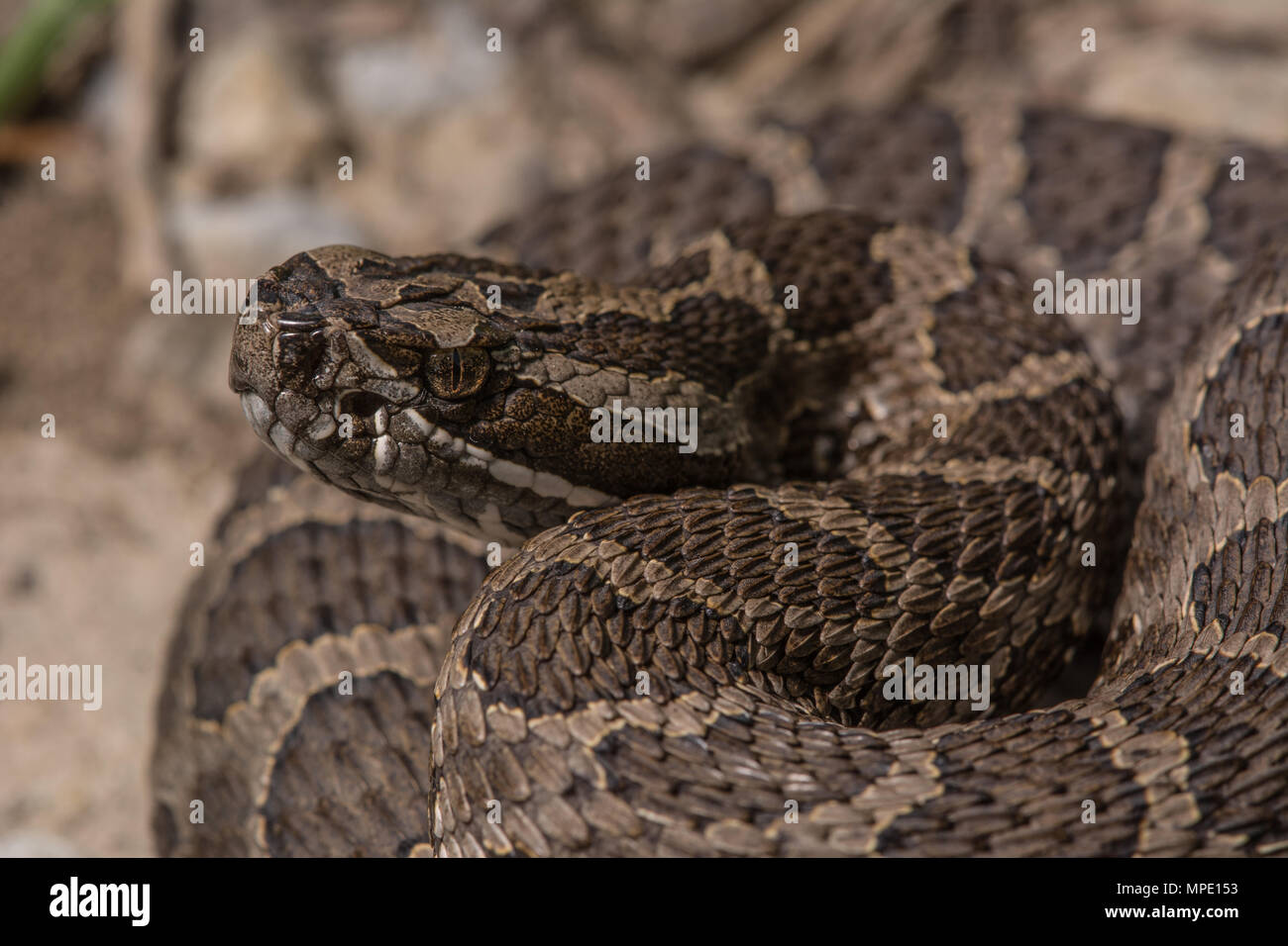 Western Massasauga (Sistrurus tergeminus) de Pawnee Comté, Nebraska, USA. Banque D'Images