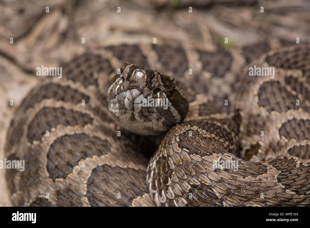 Western Massasauga (Sistrurus tergeminus) de Pawnee Comté, Nebraska, USA. Banque D'Images